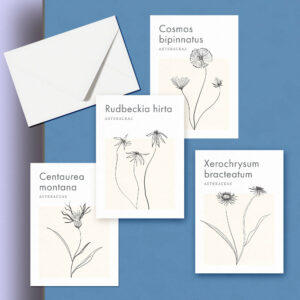 Catherine Toews Aster Greeting Cards