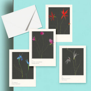 Catherine Toews Carnation and Iris Greeting Cards