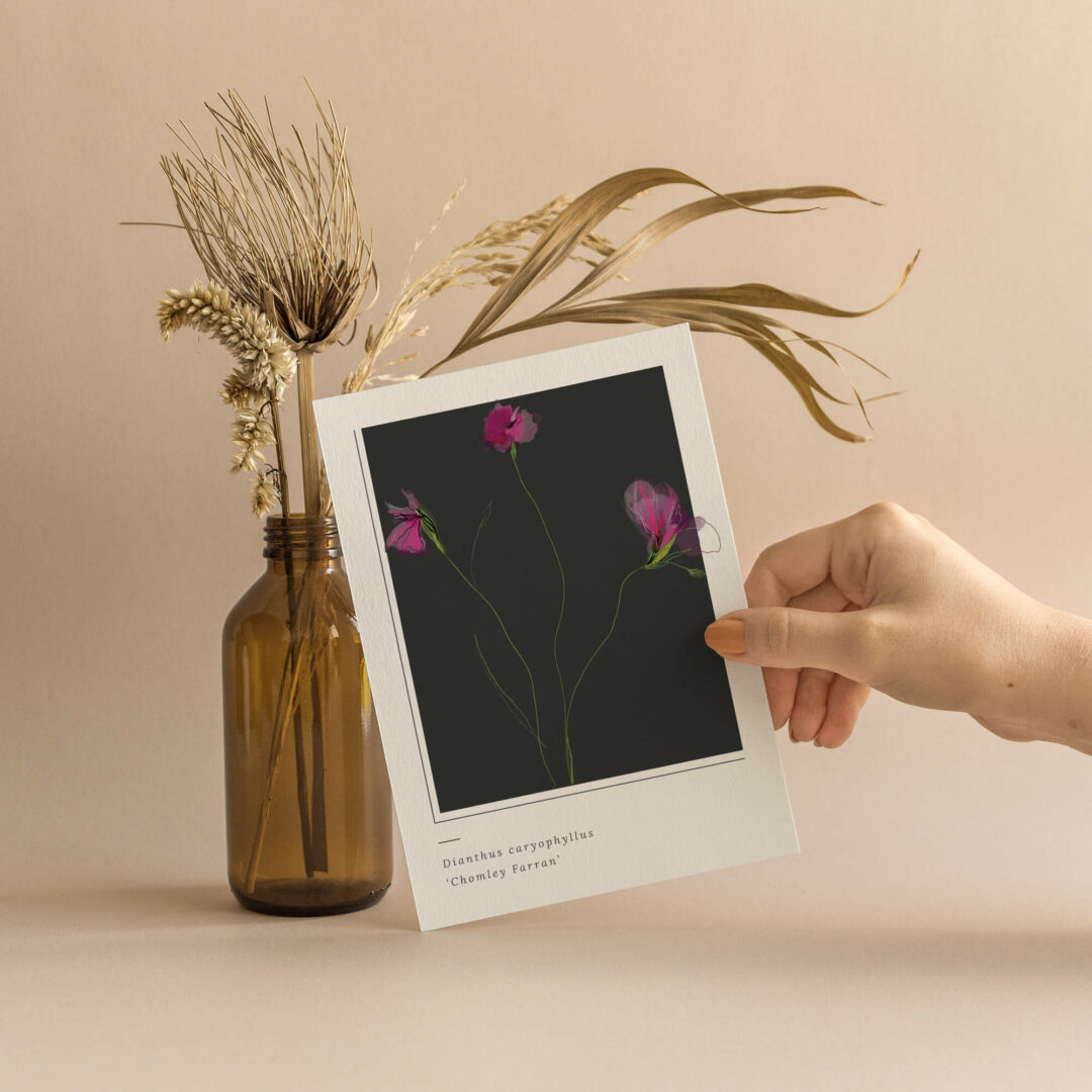 Catherine-Toews-Carnation-Greeting-Card-Greeting-Card-Dianthus