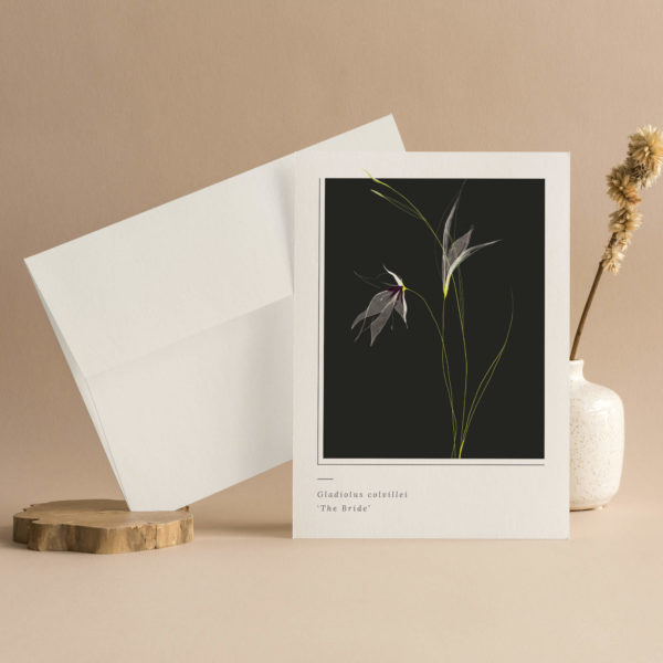 Catherine-Toews-Carnation-Iris-Greeting-Card-Gladiolus-colvillei