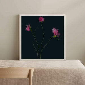 Dianthus - FLORA editions Art Prints & Cards for Flower Lovers by Catherine Toews - Giclée fine art print on archival paper