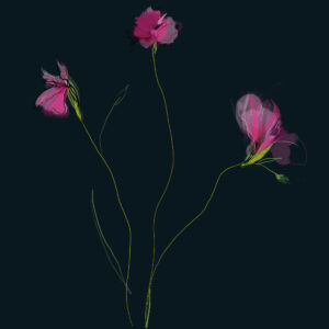 Dianthus - FLORA editions Art Prints & Cards for Flower Lovers by Catherine Toews - Giclée fine art print on archival paper