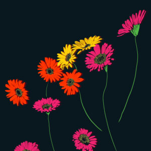 Garvinea Gerbera - FLORA editions Art Prints & Cards for Flower Lovers by Catherine Toews - Giclée fine art print on archival paper