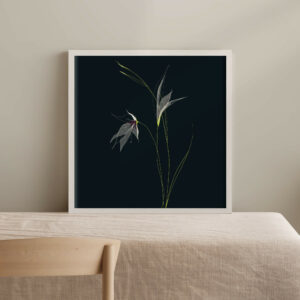 Gladiolus The Bride - FLORA editions Art Prints & Cards for Flower Lovers by Catherine Toews - Giclée fine art print on archival paper