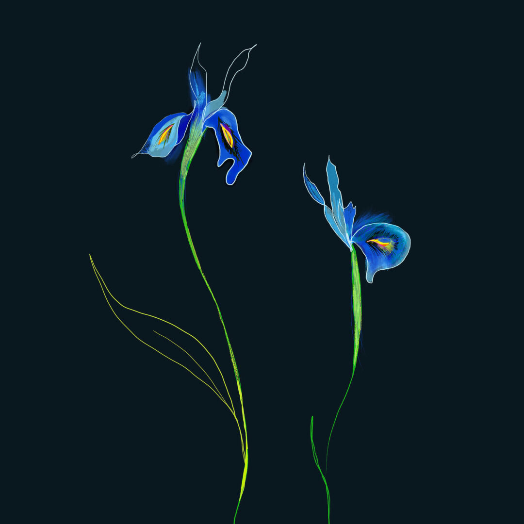 Iris - FLORA editions Art Prints & Cards for Flower Lovers by Catherine Toews - Giclée fine art print on archival paper