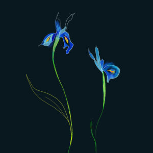 Iris - FLORA editions Art Prints & Cards for Flower Lovers by Catherine Toews - Giclée fine art print on archival paper