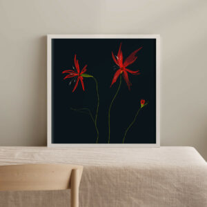 Silene Virginica - FLORA editions Art Prints & Cards for Flower Lovers by Catherine Toews - Giclée fine art print on archival paper