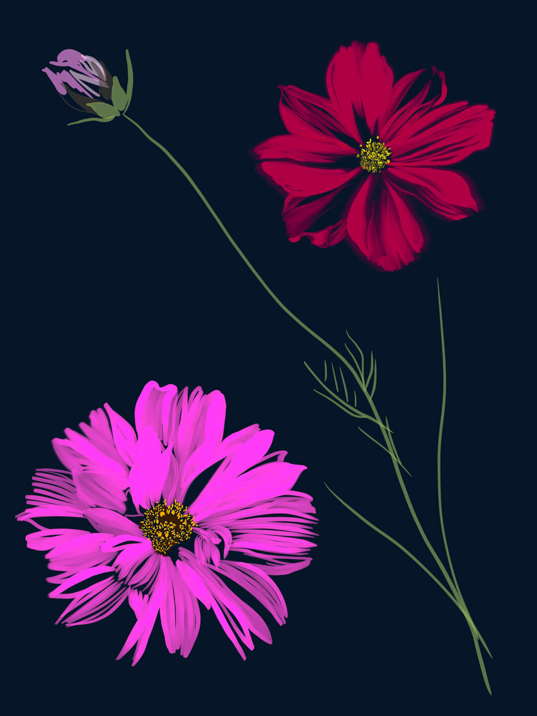 Cosmos Flowers - FLORA editions Art Prints & Cards for Flower Lovers by Catherine Toews - Giclée fine art print on archival paper