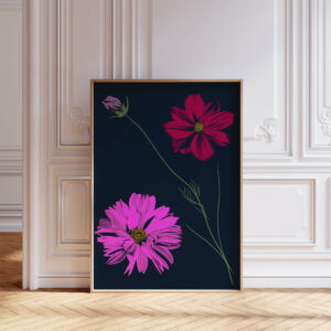 Cosmos Flowers - FLORA editions Art Prints & Cards for Flower Lovers by Catherine Toews - Giclée fine art print on archival paper