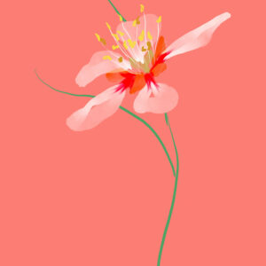 FLORA editions Art Prints & Cards for Flower Lovers by Catherine Toews - Giclée fine art print on archival paper