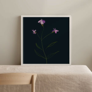 Sweet William - FLORA editions Art Prints & Cards for Flower Lovers by Catherine Toews - Giclée fine art print on archival paper